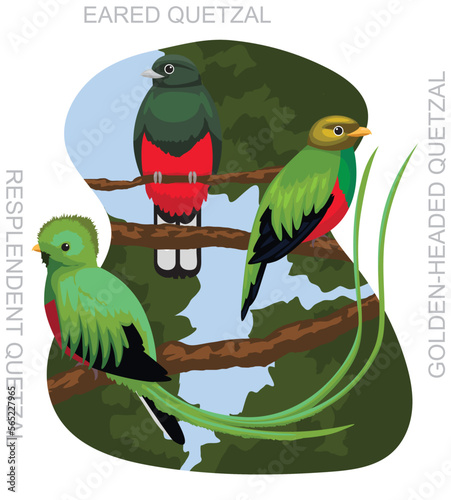 Cute Bird Quetzal Set Cartoon Vector