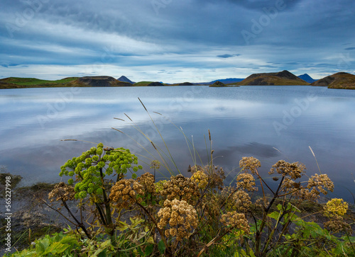 Myvatn brown and green angelica plants and pseudo craters on south shore, Iceland photo