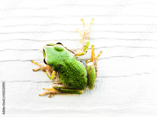 A high-key image of a green tree frog on a white wall photo