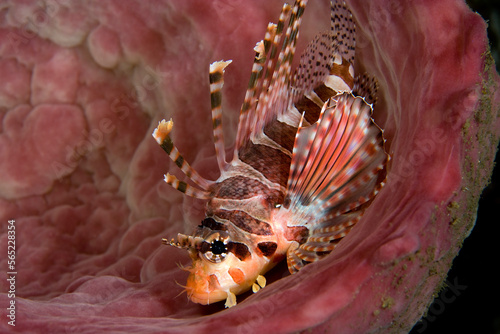 Spotfin lionfish (Pterois antennata) resting inside sponge, Indonesia photo