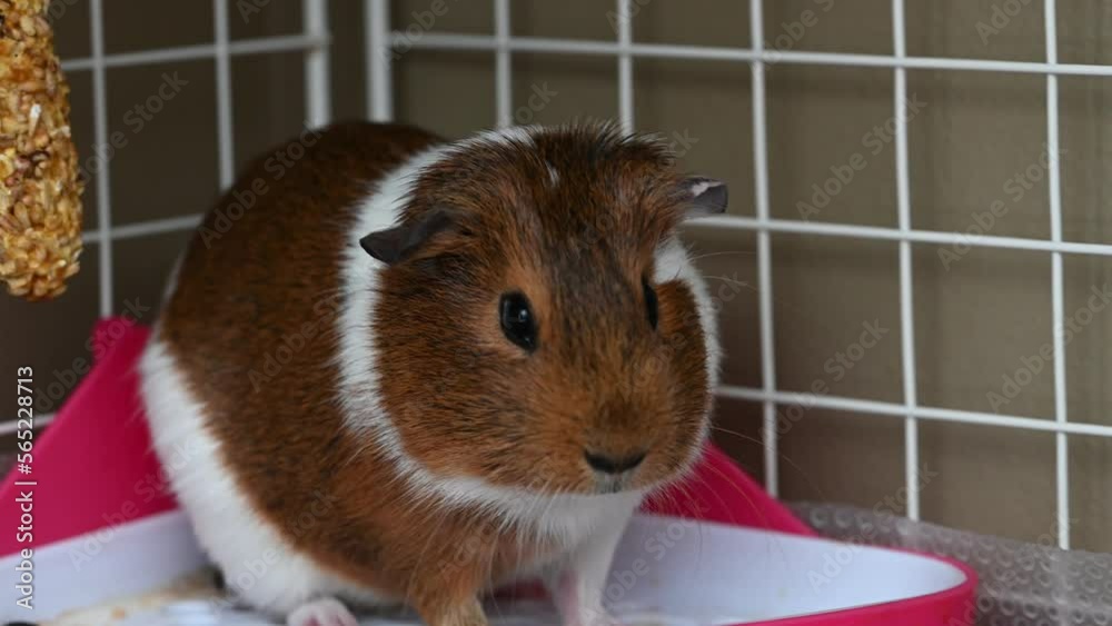 guinea pig grooming herself while sitting in a corner. guinea pig grooming herself while sitting in a corner.