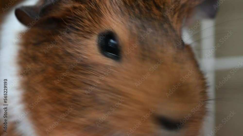guinea pig looking around and watching the camera guinea pig looking around and watching the camera