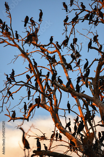 A bare tree full of neotropic cormorants at sunset in the wetlands of the Guaporé-Itenez river, near Remanso, Beni Department, Bolivia, on the border with Rondonia, Brazil photo