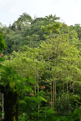 Forest at the foot of Mount Ciremai, Cirebon, West Java photo