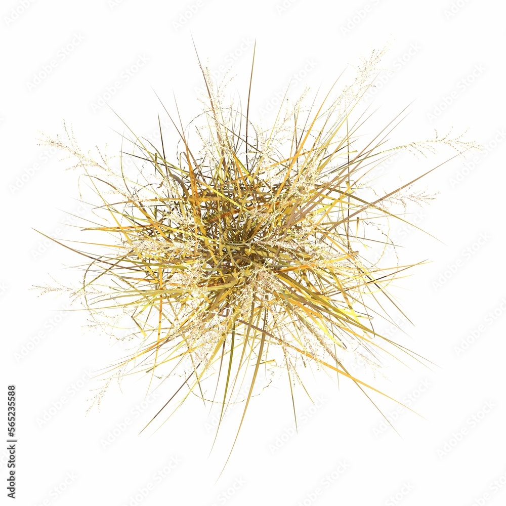 Fototapeta premium wild field grass, top view, isolated on white background, 3D illustration, cg render