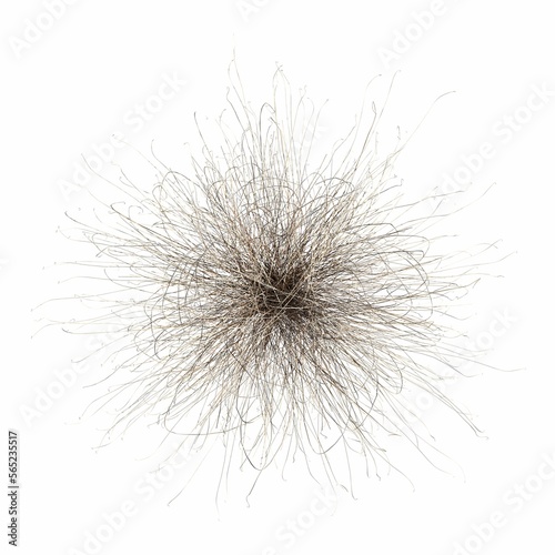 wild field grass, top view, isolated on white background, 3D illustration, cg render