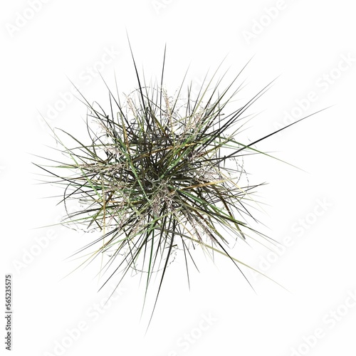 wild field grass, top view, isolated on white background, 3D illustration, cg render