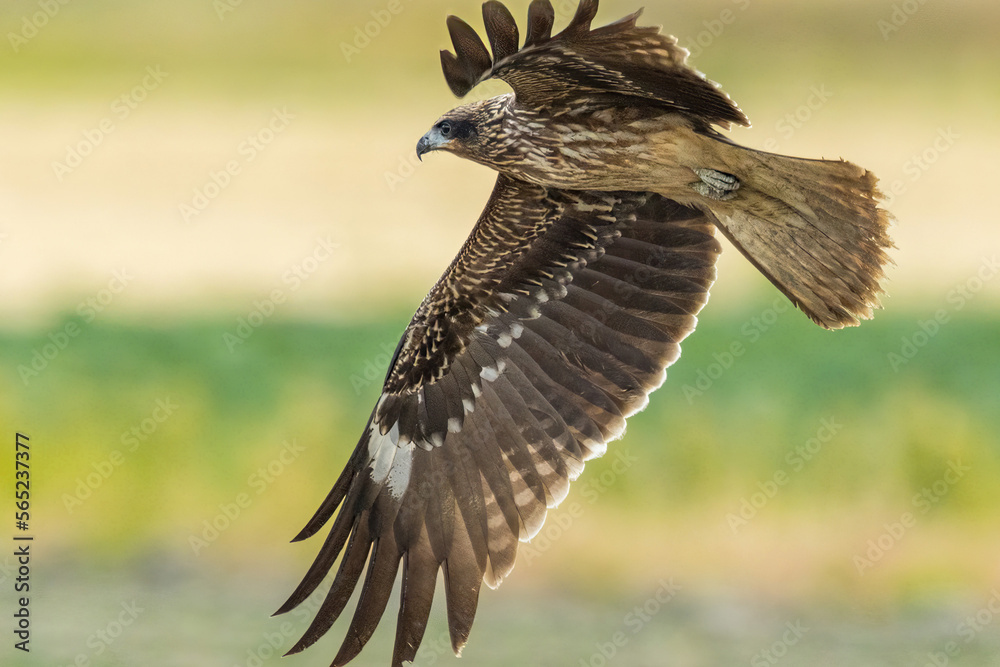 Fototapeta premium 鳶の飛翔