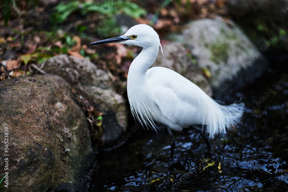 緑道の鳥 緑道の鳥