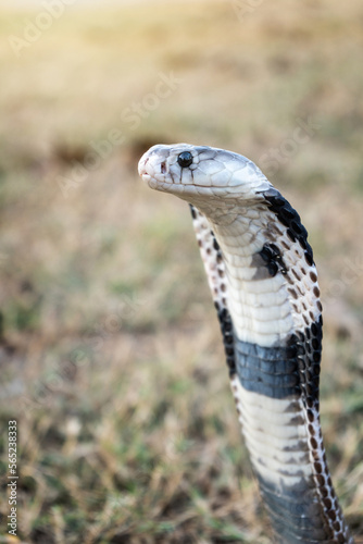 Venomous snake dangerous on the grass. Side face of Monocled Cobra (Naja kaouthia).