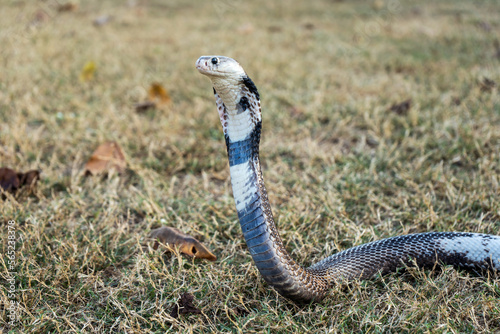 Venomous snake dangerous on the grass. Monocled Cobra (Naja kaouthia) with variable color characteristics or colors that are strange from the others.