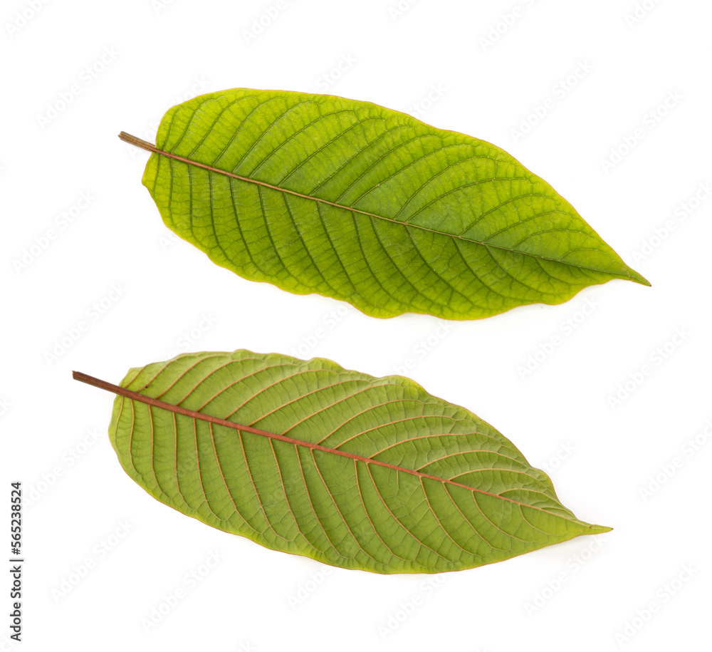 Fototapeta premium Front and Back of Red vein kratom leaf 