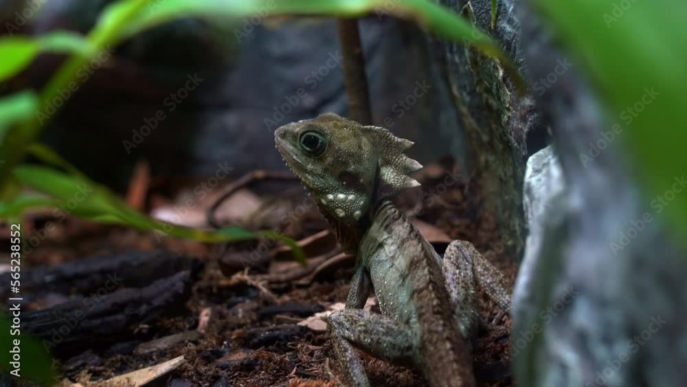 Boyd's forest dragon, lophosaurus boydii perched on ground, native to tropical rainforest environment in region of northern Queensland, Australia, close up shot. Boyd's forest dragon, lophosaurus boydii perched on ground, native to tropical rainforest environment in region of northern Queensland, Australia, close up shot.