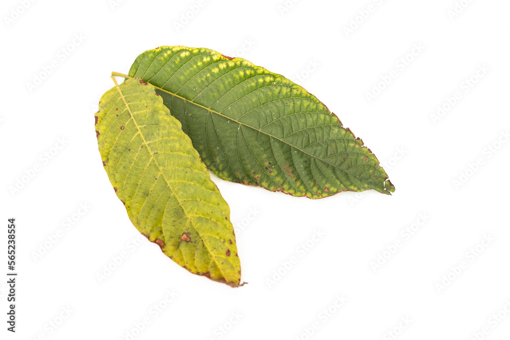 Fototapeta premium Rust disease on leaves. Spots on Red vein kratom leaf 