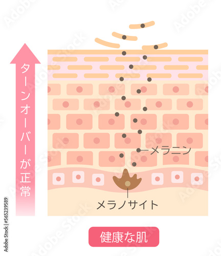ターンオーバー肌のターンオーバー　細胞と断面図正常