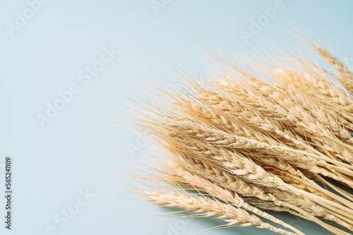 Dry ears of wheat on a blue background.