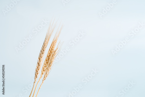 Ripe ears with grains of wheat under the blue sky.