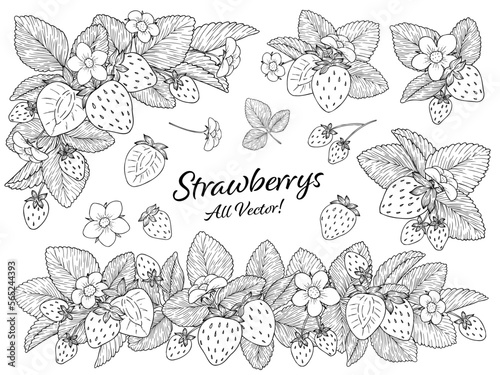 苺の線画ベクターイラストセット　白塗り