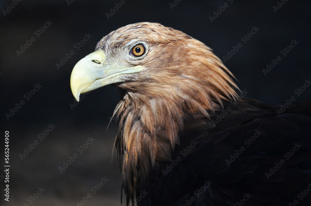 portrait of a eagle portrait of a eagle