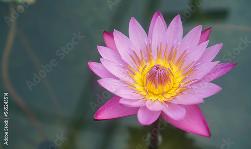 Pink lotus in the pond