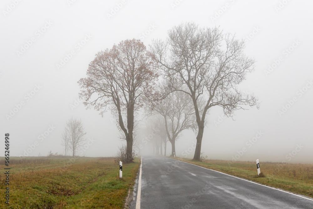 Landstraße mit Bäumen und Nebel