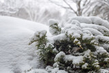 Close up view of a snow covered broadmoor juniper bush following a winter blizzard