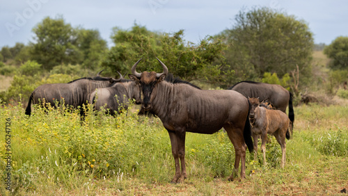 Blue wildebeest cow and calf