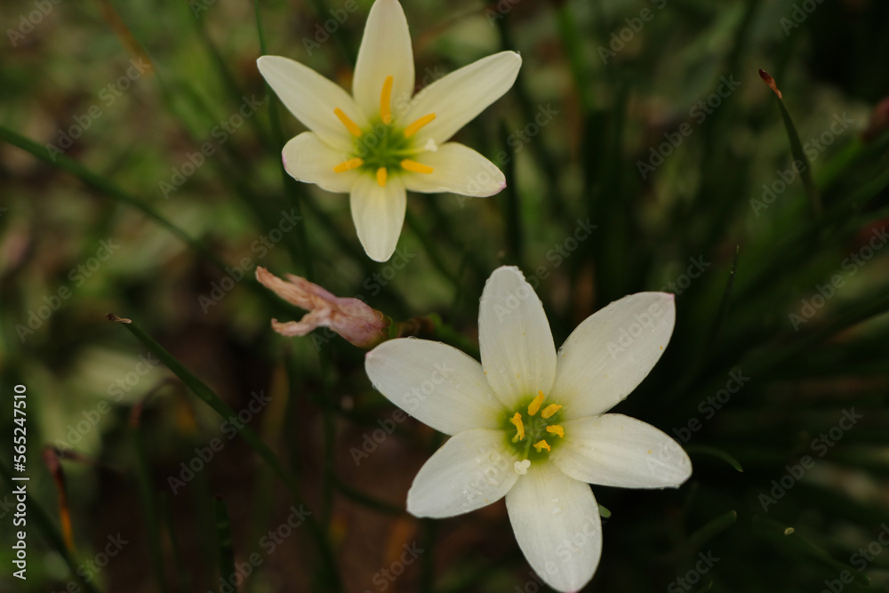 white and yellow flowers white and yellow flowers
