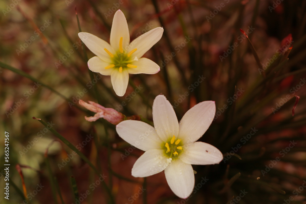 white and yellow flowers white and yellow flowers