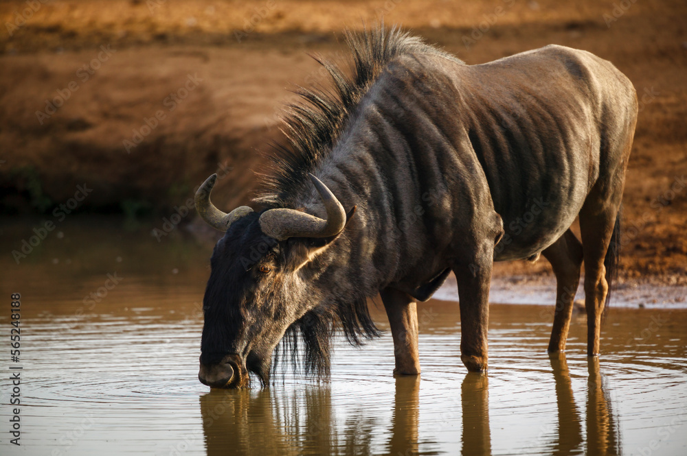 Blue wildebeest, common wildebeest, white-bearded gnu or brindled gnu (Connochaetes taurinus) drinking at a waterhole. Mashatu, Northern Tuli Game Reserve. Botswana Blue wildebeest, common wildebeest, white-bearded gnu or brindled gnu (Connochaetes taurinus) drinking at a waterhole. Mashatu, Northern Tuli Game Reserve. Botswana