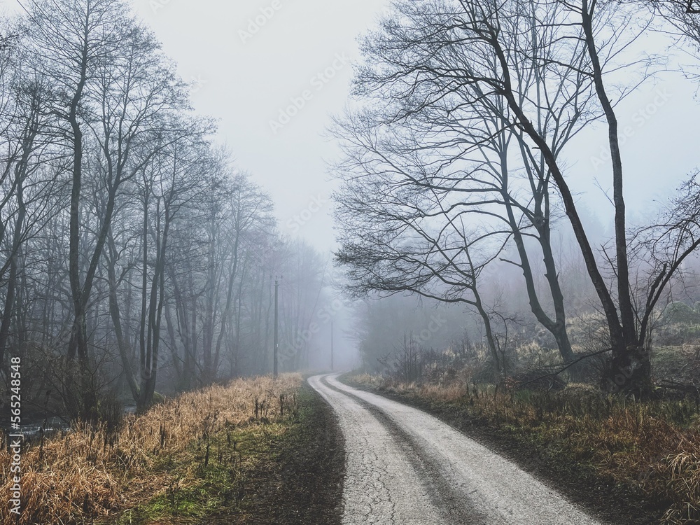 A Misty Winter's Journey: A winding road through a dense forest shrouded in fog