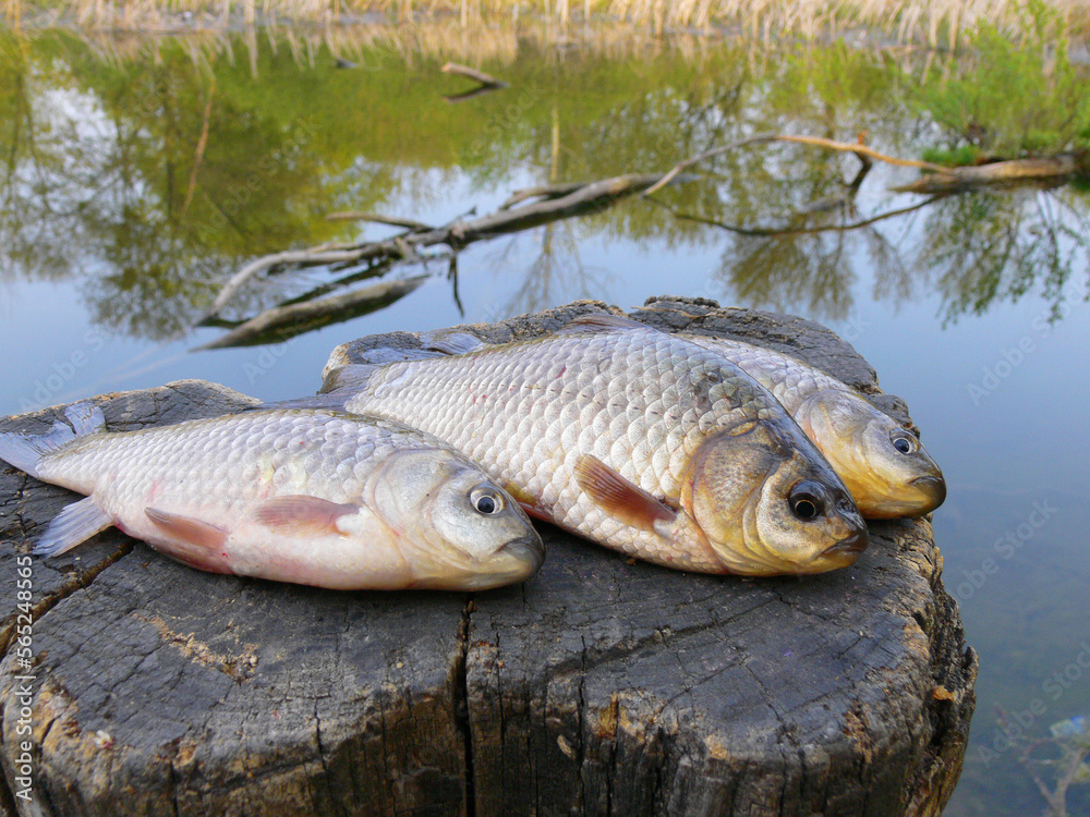 Three pond carp lying on a tree stump against the backdrop of a pond. Three pond carp lying on a tree stump against the backdrop of a pond.