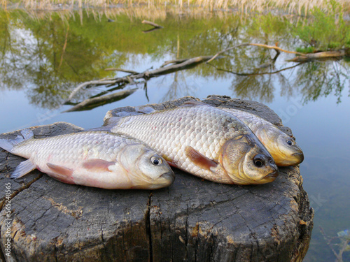 Fototapeta Naklejka Na Ścianę i Meble -  Three pond carp lying on a tree stump against the backdrop of a pond.