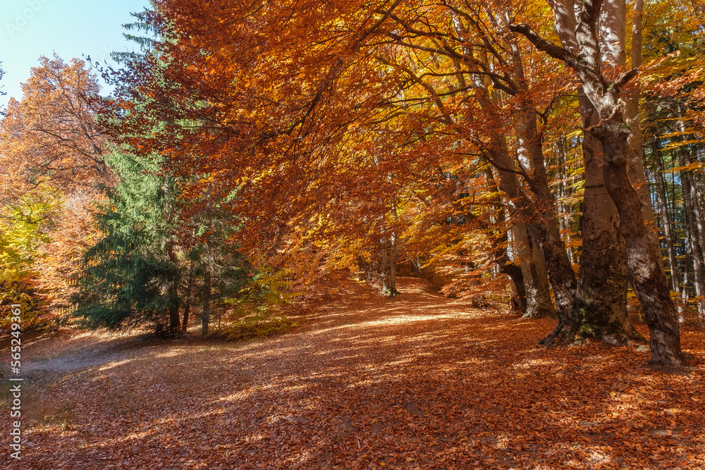 Obraz premium Autumn beech forest with sun rays among yellow leaves. Golden bright mystical mysterious landscape with fabulous trees. A journey through the forest. Beauty of nature. Natural background for design