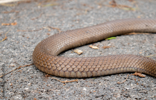 The snake's tail on the road