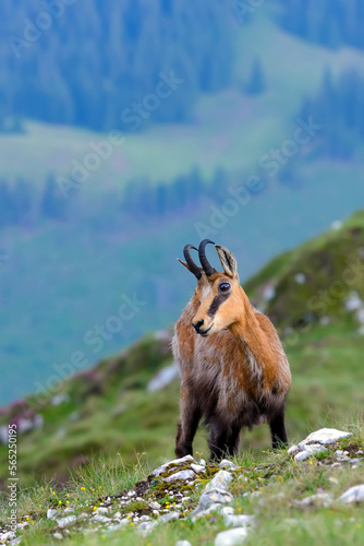 Chamois or Rupicapra rupicapra, a majestic species of wild goat from the Alps, in its natural alpine habitat. Beautiful portrait of a hairy horned Carpathian mountain goat looking at camera. Wildlife