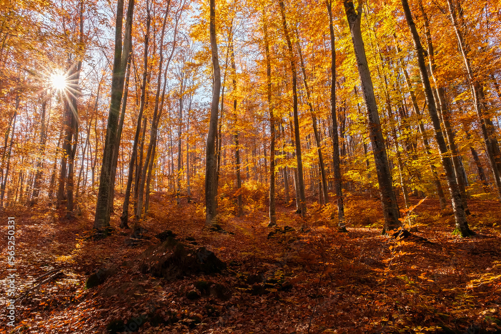 Fototapeta premium Autumn beech forest with sun rays among yellow leaves. Golden bright mystical mysterious landscape with fabulous trees. A journey through the forest. Beauty of nature. Natural background for design