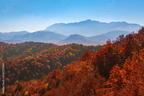 Amazing mountain autumn landscape with colorful vivid trees, mountains panorama. Natural outdoor travel background. Fall forest in Carpathian mountains. Warm light over majestic yellow trees