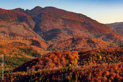 Amazing mountain autumn landscape with colorful vivid trees, mountains panorama. Natural outdoor travel background. Fall forest in Carpathian mountains. Warm light over majestic yellow trees