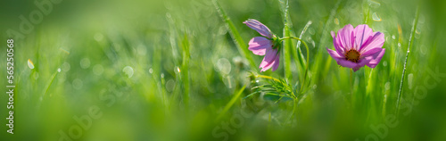 dewy flowers and grass with nice soft artistic bokeh