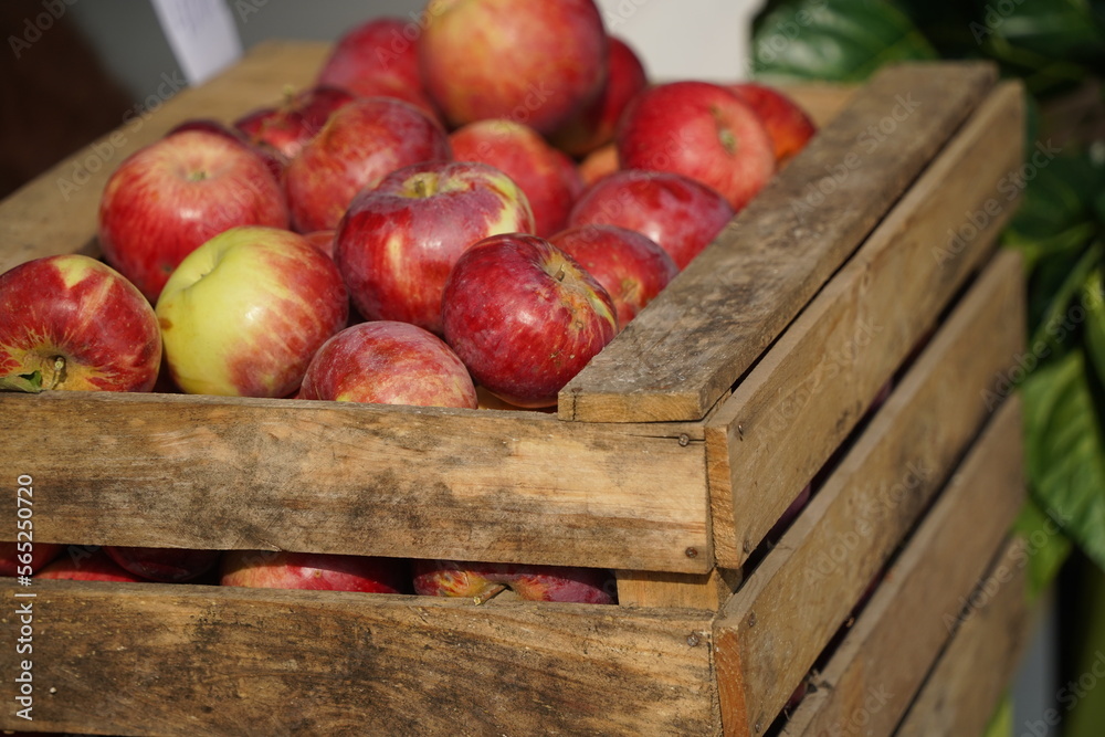 A huge number of fresh apples of different varieties on a big sale A huge number of fresh apples of different varieties on a big sale