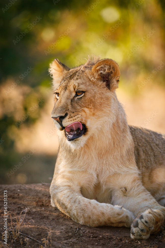 Obraz premium Lion (Panthera leo). Mashatu, Northern Tuli Game Reserve. Botswana