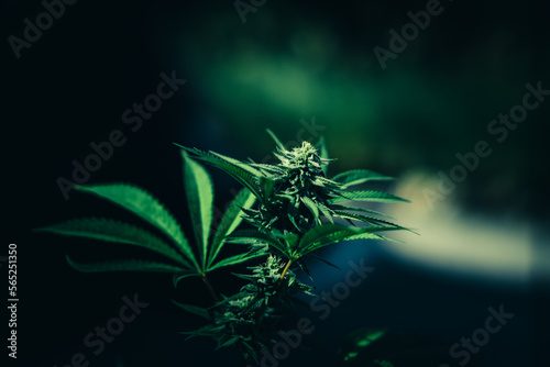 Marijuana cannabis tree with leaf, flowers and bud. Cultivation at outdoor.