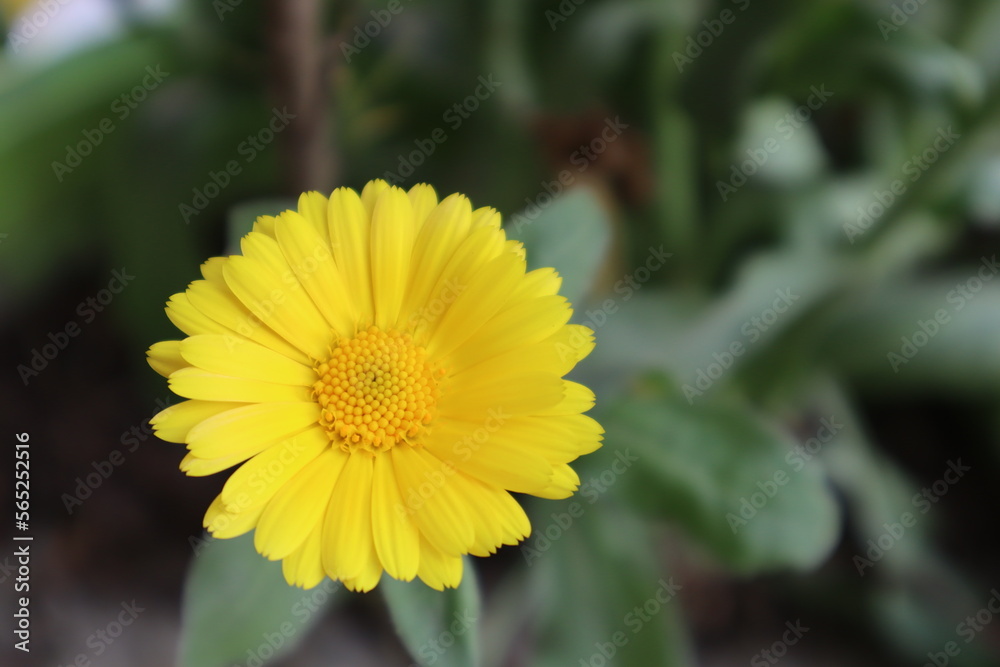 yellow flower in the garden yellow flower in the garden