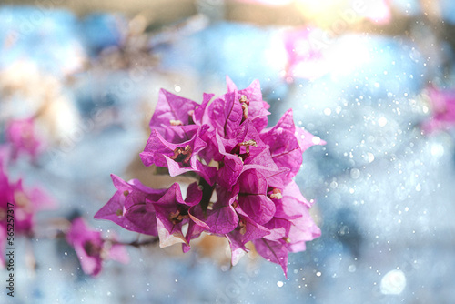   bougainvillea flower in summer sunshine with bokeh natural background © Joanna Redesiuk