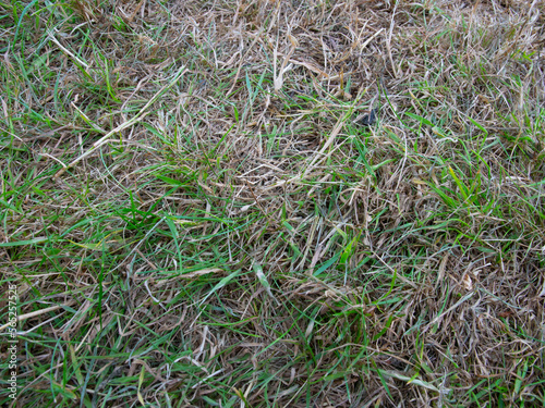 Green Grass And Dry Grass