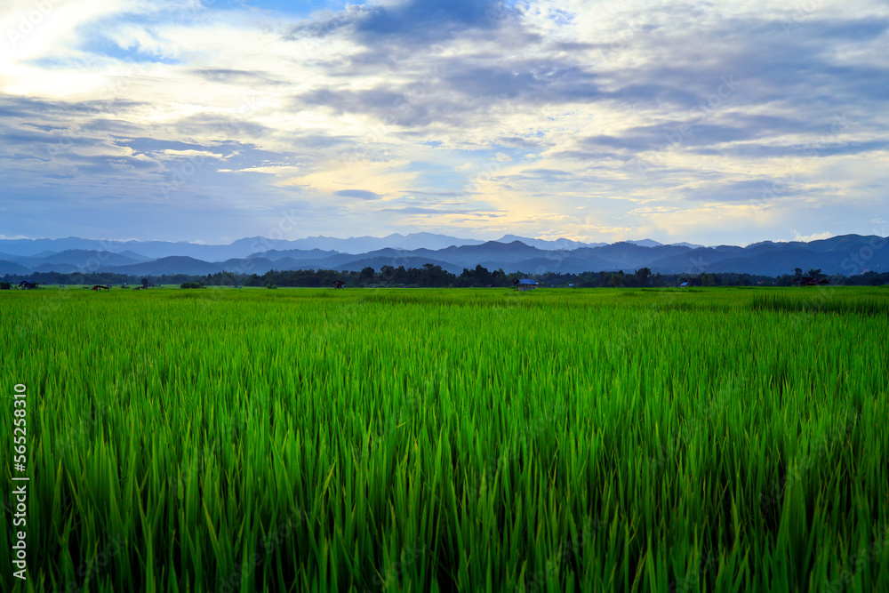 Naklejka premium view of green rice field and mountains range in the valley of Luang namta-Laos