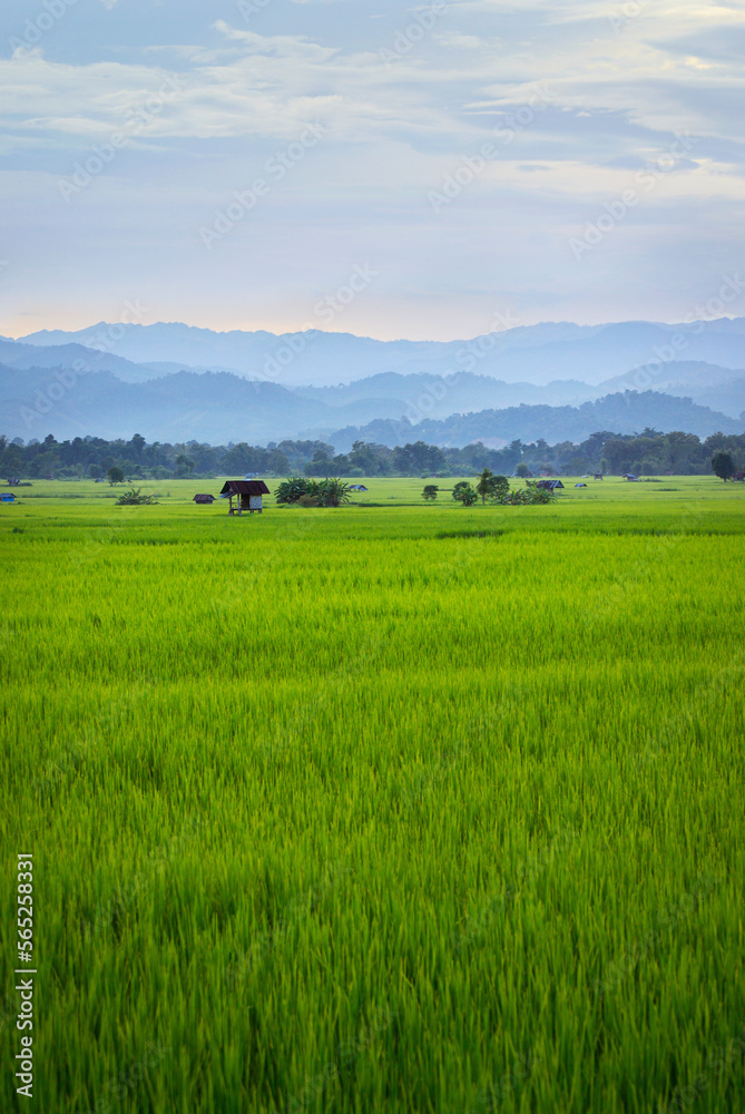 view of green rice field and mountains range in the valley of Luang namta-Laos view of green rice field and mountains range in the valley of Luang namta-Laos