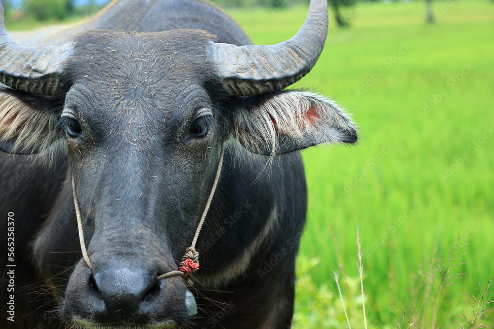 Close up of water buffalo in ricefield Close up of water buffalo in ricefield