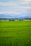 view of green rice field and mountains range in the valley of Luang namta-Laos	